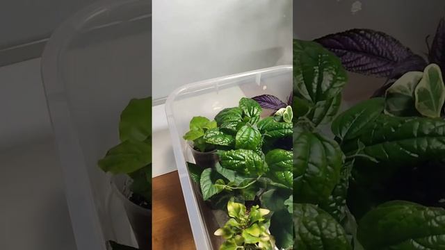 Клеродендрум #клеродендрум #растения#томпсон #лиана#цветы #комнатныерастения #укоренение #вермикули смотреть онлайн