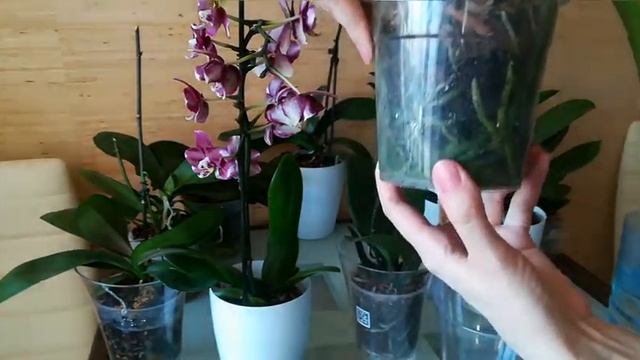 ПОЛИВ ОРХИДЕЙ: в двойном горшке, после покупки, на фитиле и камбрии. смотреть онлайн