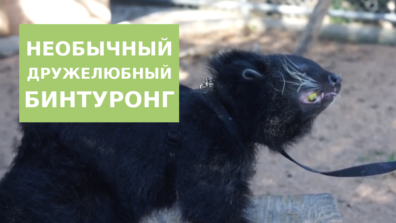 Необычный Бинтуронг