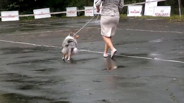 Псков CACIB-2016 шелти смотреть онлайн