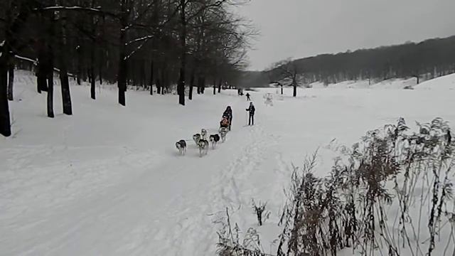 Небольшое видео: катание на санях, собаки хаски смотреть онлайн