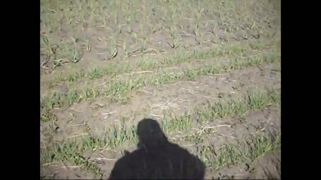 Всё о чесноке. смотреть онлайн