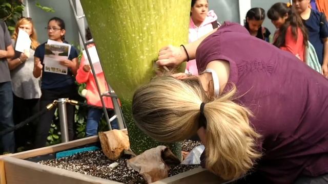 Pollen Collection From Java, Titan Arum Chicago Botanic Garden 6/1/17 смотреть онлайн