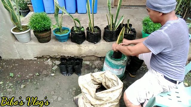 HOW TO PLANT SNAKE PLANT