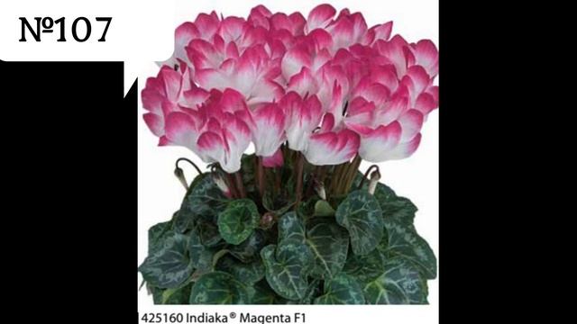 Цикламен, рассада-цветение к 8 марта, уже в наличии. смотреть онлайн