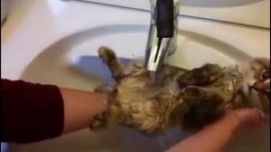Смешные коты в воде) (Funny Cats in Water Compilation)