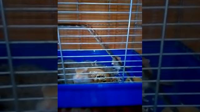 Мышки - песчанки смотреть онлайн