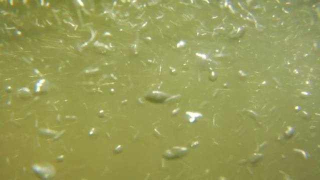 How Bacteria Make It Rain (with Kim Prather) – Speaking of Chemistry Road Trip смотреть онлайн