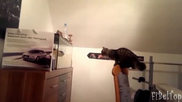 Прикольное видео,Кошки прыгают неудачно, смотреть онлайн