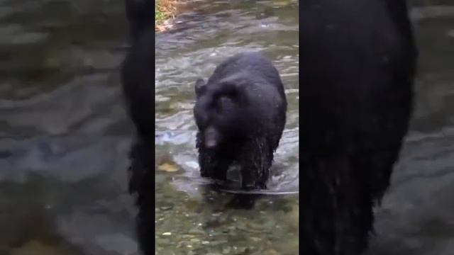 black bear bear.catching fish.rrrr.shorts.черный медведь нести.ловит рыбу.рррр смотреть онлайн