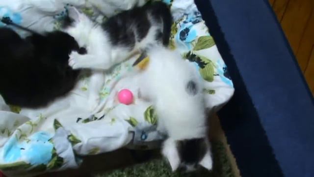 Нашим котятам уже больше месяца . смотреть онлайн