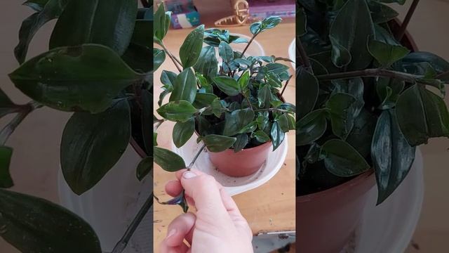 Как вырастить пышную традесканцию смотреть онлайн