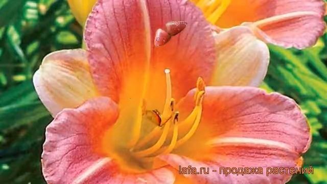 Лилейник гибридный Лонгфилдз Баттерфлай ? обзор: как сажать, рассада лилейника Лонгфилдз Баттерфлай смотреть онлайн