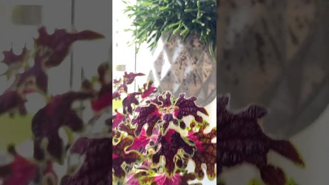 Контрасты на подоконнике #колеус смотреть онлайн