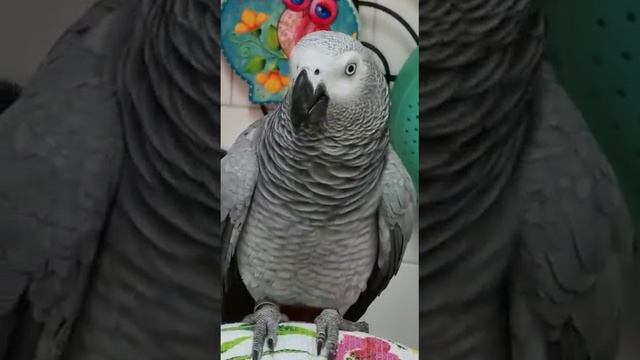 мама борется с " козлом'... смотреть онлайн
