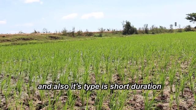 Reaping Rewards with Resilient Rice in Cambodia смотреть онлайн