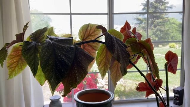 Begonia - Angel Wing