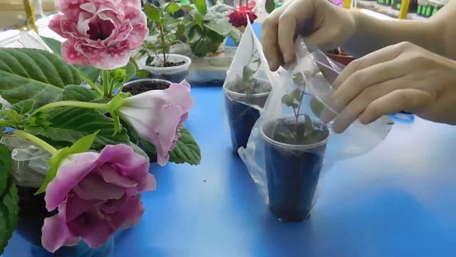 ФУКСИЯ РАЗМНОЖЕНИЕ ЧЕРЕНКАМИ В ЗИП - ПАКЕТАХ ! смотреть онлайн