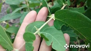 Жимолость.Сорта " Морена " и " Ленинградский великан".