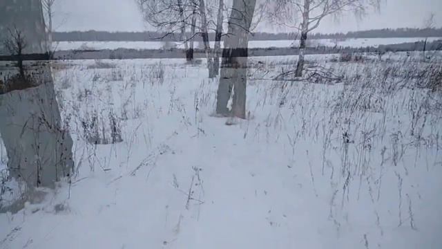 Зимние прогулки с собаками вдоль Малой Гжати. смотреть онлайн