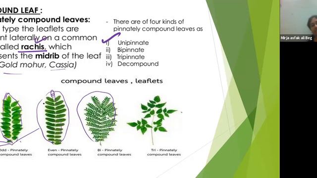 RISER CLASSES/ANKITA MAM BIOLOGY/MORPHOLOGY OF LEAF AND FLOWER смотреть онлайн