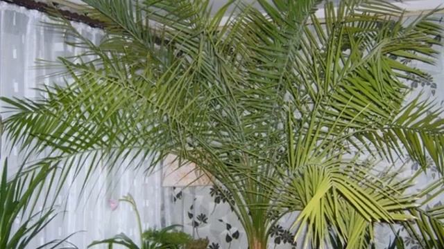 Финиковая пальма из косточки — как посадить дома смотреть онлайн