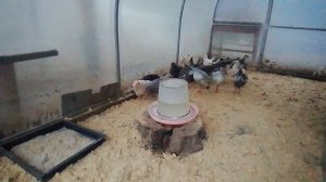 Совместное содержание молодняка цесарок и кур - вижу только плюсы.