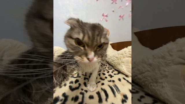 чип чип смотреть онлайн