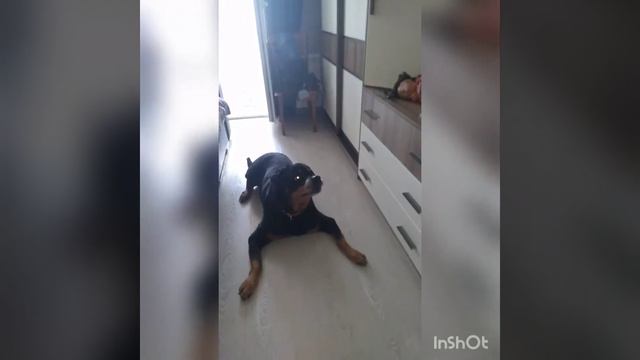 Ротвейлер Играет с лазером смотреть онлайн