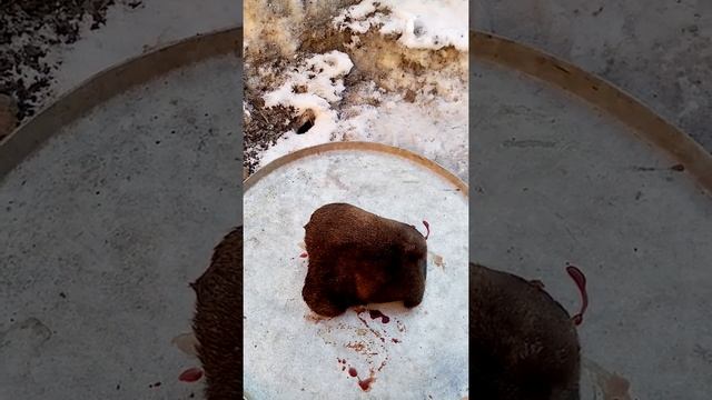 приготовление губы лося, знаменательный день смотреть онлайн