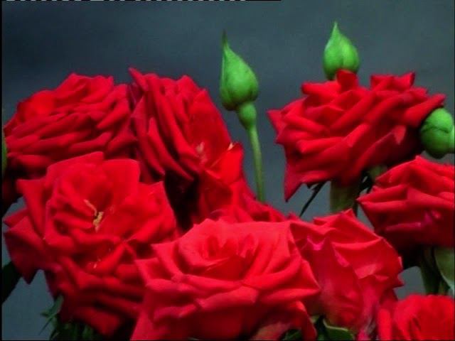 ЛенЭКСПО. Цветы и дизайн. 28.04.2012 (ч.1) смотреть онлайн