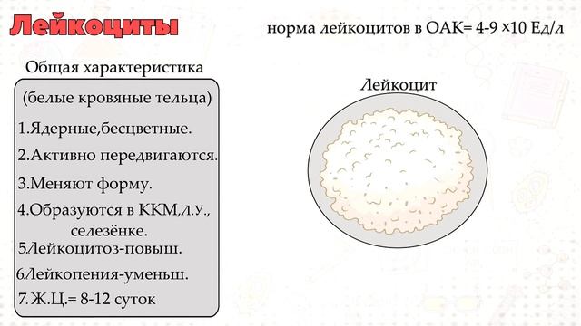Форменные элементы крови.Эритроциты,Тромбоциты,Лейкоциты. смотреть онлайн