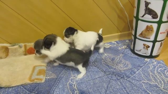 Маленькие собачки) Малыши-карандаши) маленькое чудо ЧИХУАХУА!! смотреть онлайн