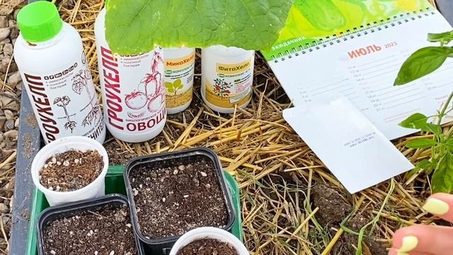 Уход за огурцами, советы агронома смотреть онлайн