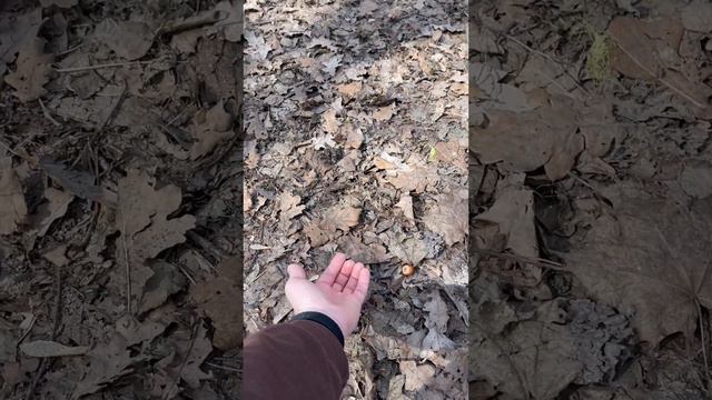 Белки в Кусково