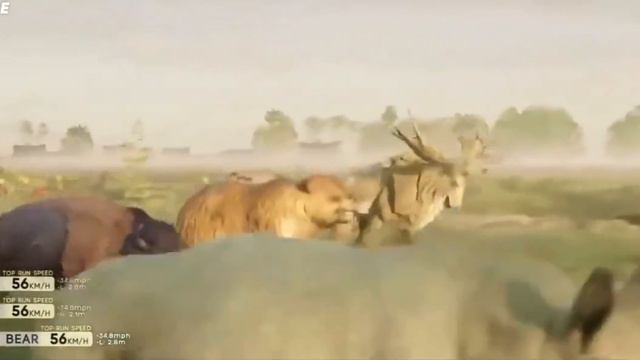 Сравнение скорости животных