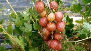 Крыжовник Лаприма - новый претендент на лидерство? Возможно!