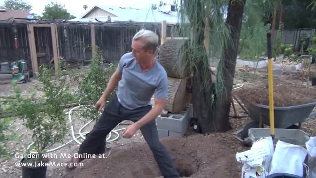 The BEST Cherry Tree to Plant in Arizona & the Southwest USA смотреть онлайн