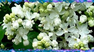 Ю.Антонов  «ХМЕЛЬНАЯ СИРЕНЬ»