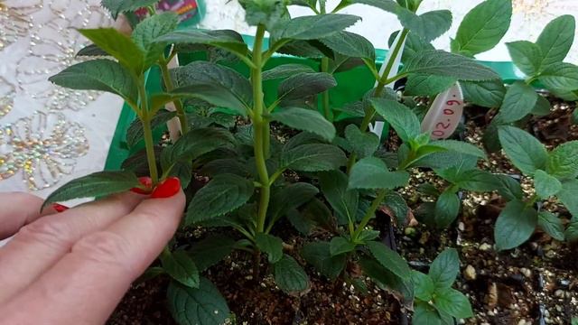 Рассадила #Самарскую Лидию 🌺Черенковала 2.09.22 Доращиваю дома под лампами смотреть онлайн