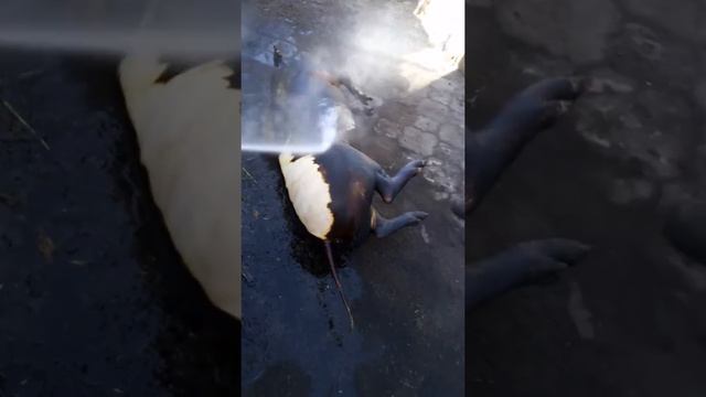 ЧИСТИМ КАБАНА ЗА 10 МИНУТ смотреть онлайн