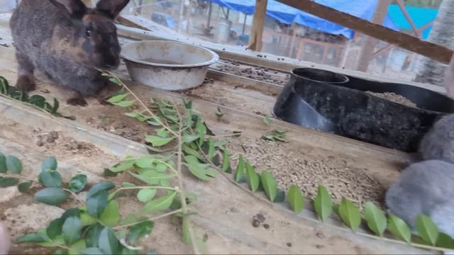 Just A Walk In Georgia смотреть онлайн