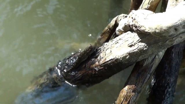 Илистый прыгун - рыба лазающая по деревьям. Панай, Филиппины. Mudskipper. Panay, Philippines. смотреть онлайн