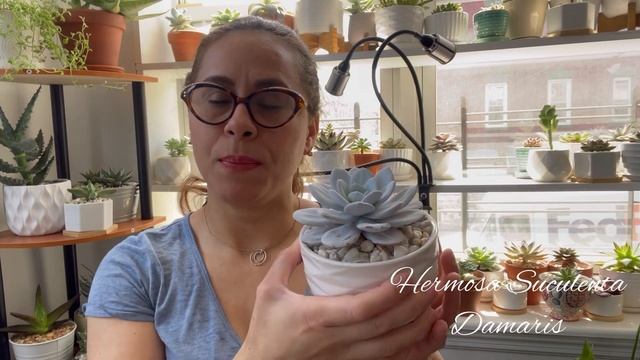 Echeveria Laui Trasplantemos y cuidados ? ? смотреть онлайн