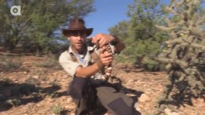 АРИЗОНСКИЙ ЯДОЗУБ - ЯДОВИТАЯ ЯЩЕРИЦА / Койот Питерсон на русском