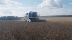 Уборка пшеницы енисей 950