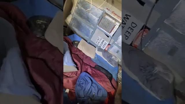 Snake Catcher Removes Python From Underneath Pillow смотреть онлайн