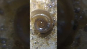 Жучки, рачки или блохи в грунте аквариума.