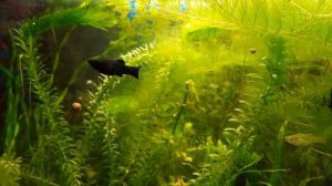 Аквариум для души.Гуппи Эндлера.😁
