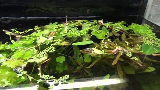 Топ 5 самых распространенных водорослей в аквариуме